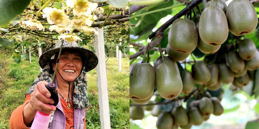 Photo of red kiwi fruit pollination