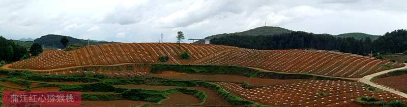 貴州遵義紅心獼猴桃基地