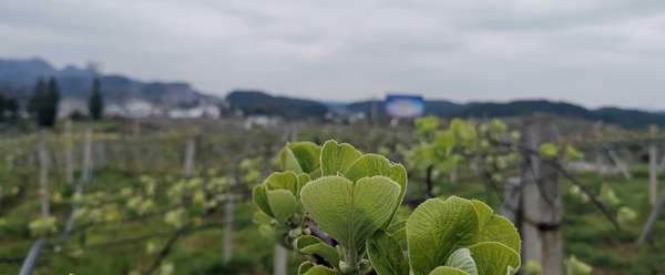 有機(jī)紅心獼猴桃