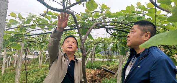 佳沛陽(yáng)光金果