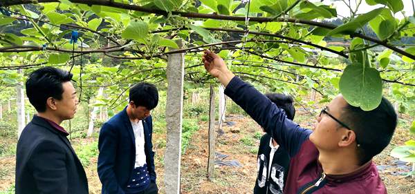 獼猴桃果園技術(shù)指導