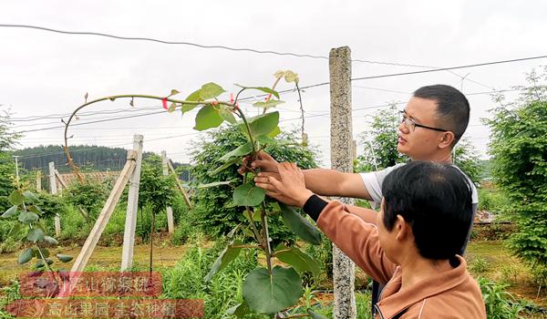 紅心獼猴桃果園技術(shù)