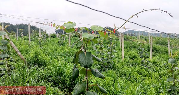 紅心獼猴桃果園技術(shù)