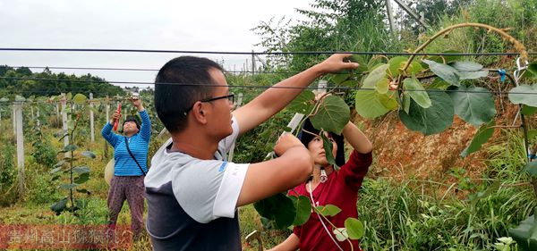 貴州獼猴桃技術(shù)管理