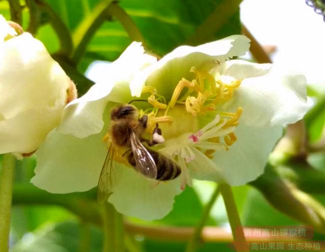 Kiwi insect pollination