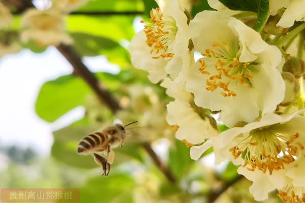 獼猴桃認(rèn)養(yǎng)