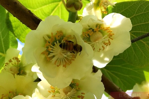 Kiwi pollination by honey bee