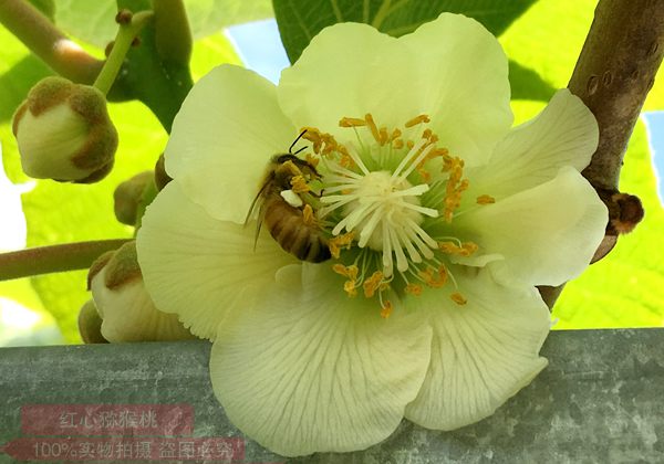 Kiwi pollination by honey bee