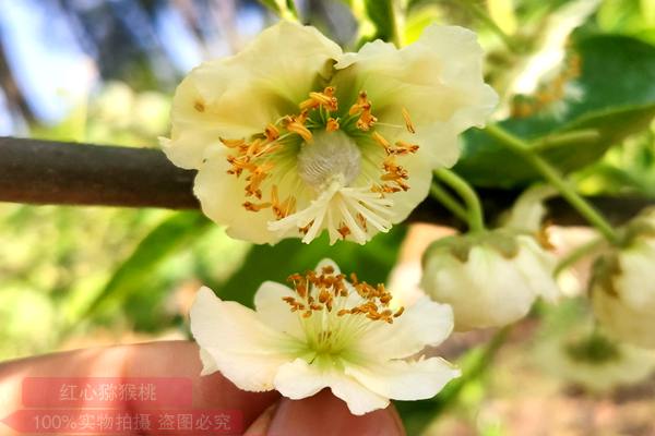 獼猴桃花粉批發(fā)零售價格