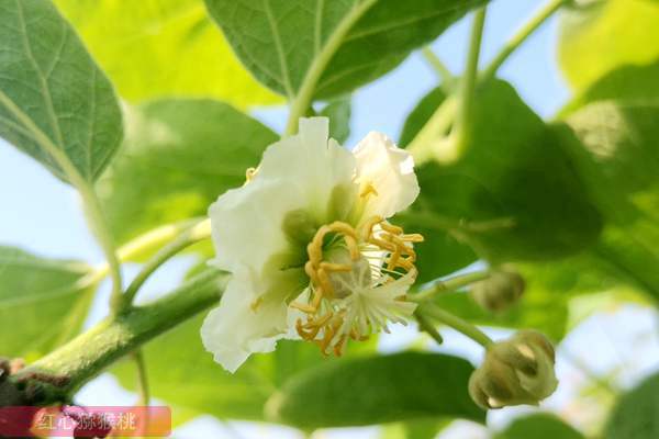 獼猴桃花粉批發(fā)零售價(jià)格多少錢一克買到