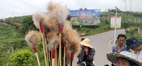 貴長獼猴桃花粉采摘