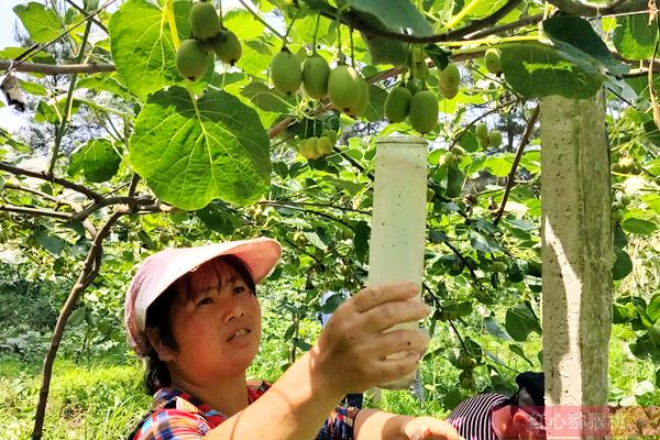 合理使用獼猴桃膨大劑不用擔(dān)心安全問題