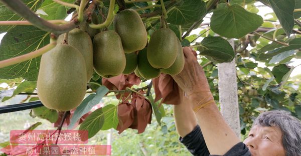 獼猴桃開(kāi)花