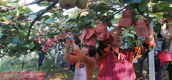 遵義東紅獼猴桃