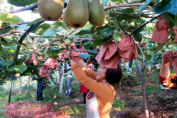 東紅獼猴桃價格多少錢一斤