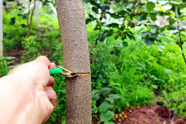 最新紅心獼猴桃栽培技術(shù)