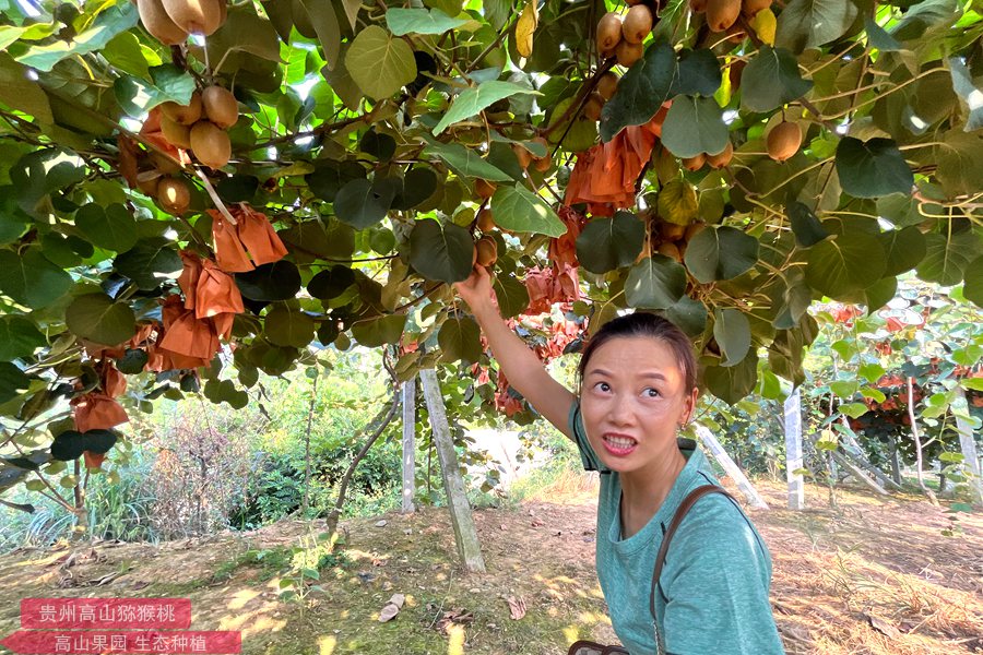 Golden kiwifruit