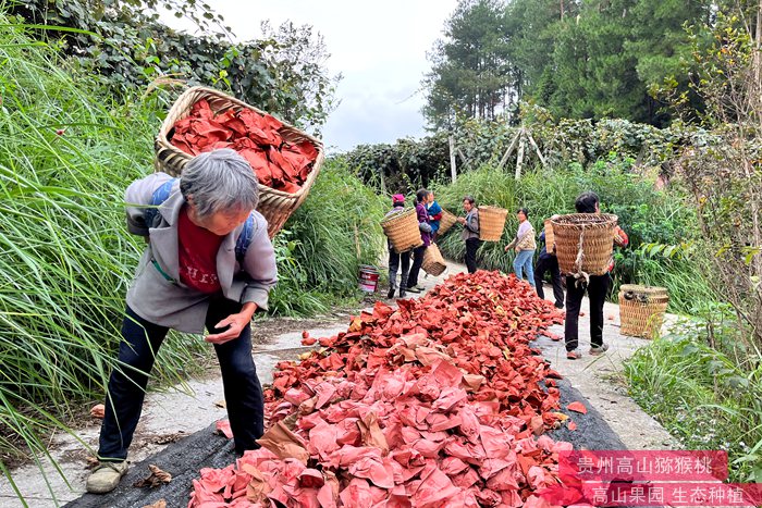 金果獼猴桃采摘