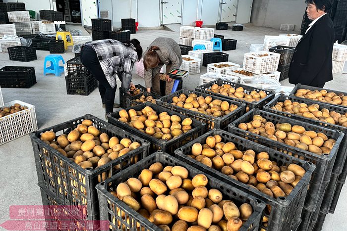 redkiwifruit