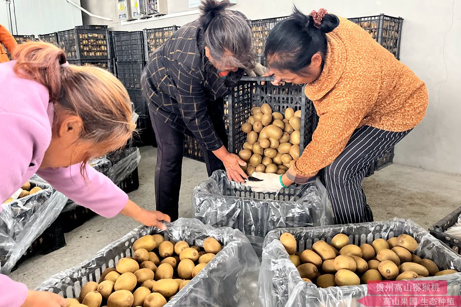 g3 kiwi kiwi picking