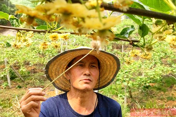 獼猴桃花粉人工授粉