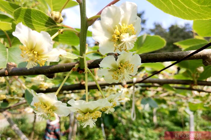 陽(yáng)光金果獼猴桃花粉