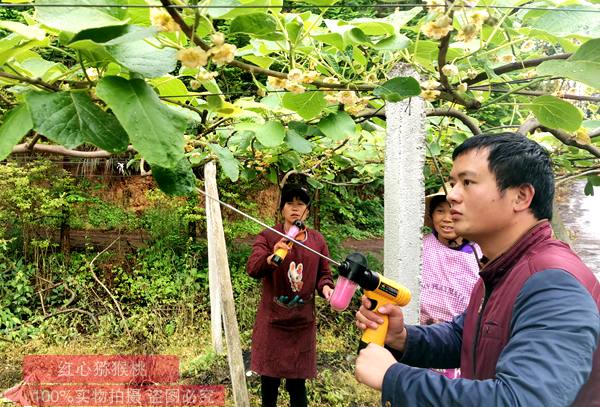 獼猴桃花粉電動(dòng)授粉槍