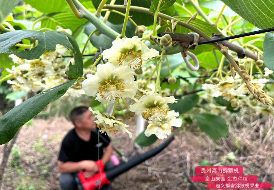 Kiwi Pollination