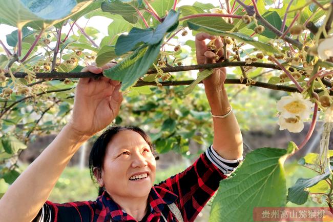 采摘獼猴桃雄花