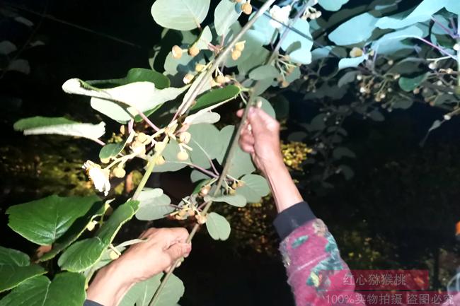 陽光金果G3花粉