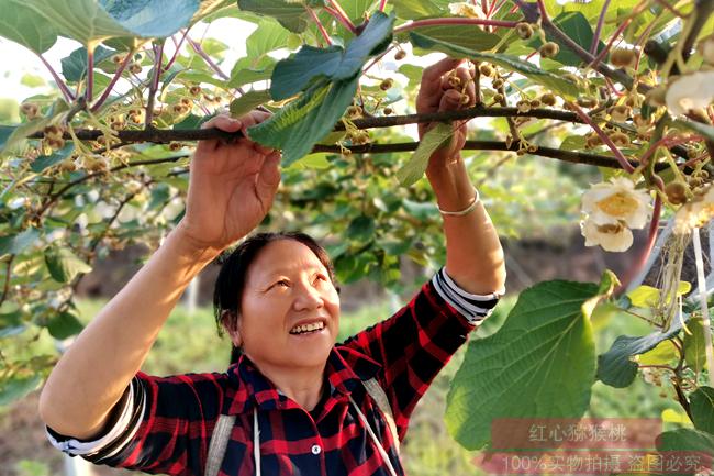 陽(yáng)光金果G3花粉