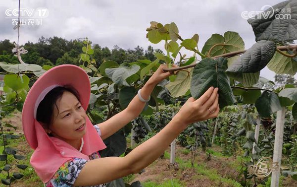 陽光金果g3獼猴桃苗