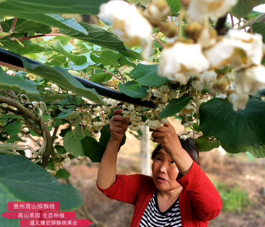 picking kiwi flowers