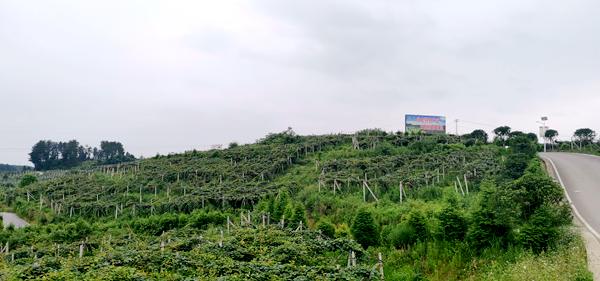 貴州遵義市播州區(qū)獼猴桃基地