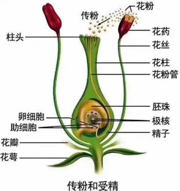 紅心獼猴桃雌花