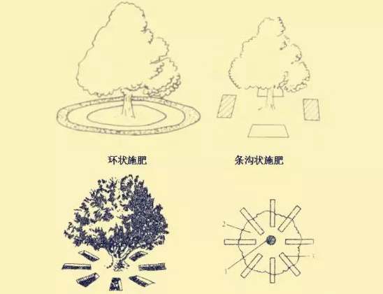 秋施獼猴桃“月子肥”作用巨大，你知道不？秋季施肥技術(shù)