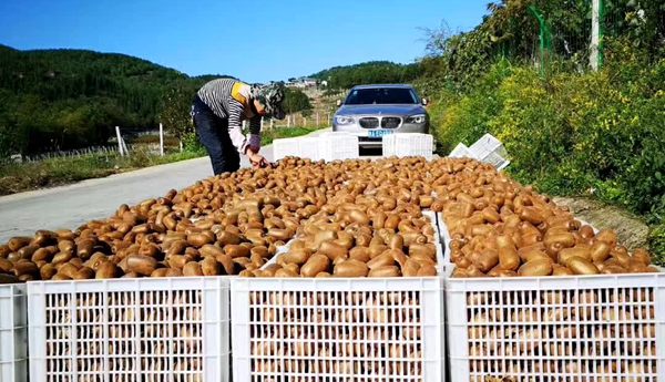 貴州貴長獼猴桃