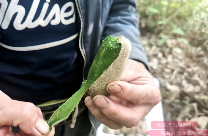 華特獼猴桃