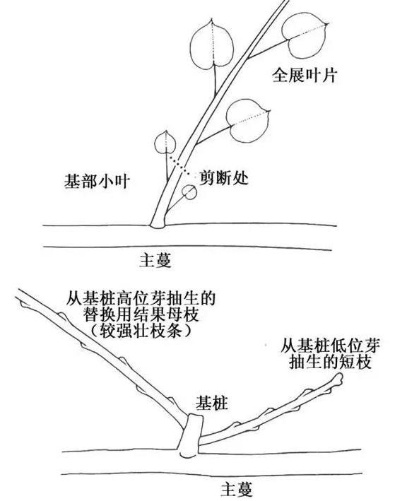 紅心獼猴桃冬季修剪