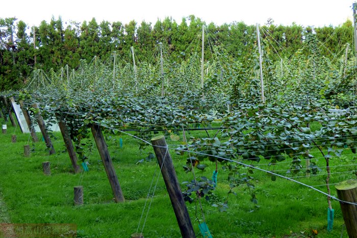 golden kiwifruit vine