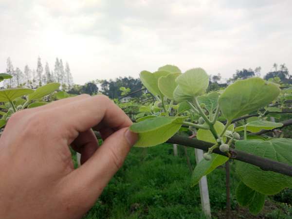 獼猴桃繼續(xù)捏尖數(shù)次