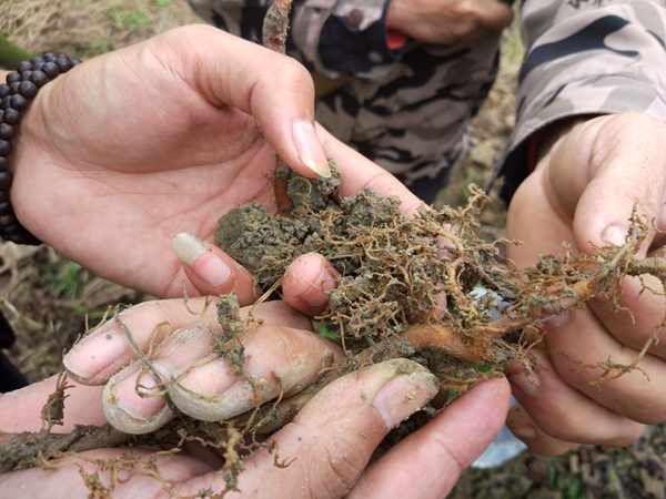 獼猴桃根的生長(zhǎng)發(fā)育