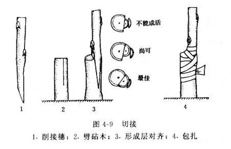 獼猴桃嫁接方法