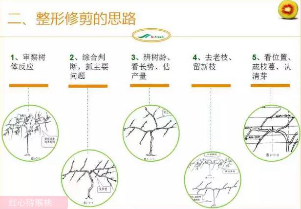 紅心獼猴桃冬季整形修剪