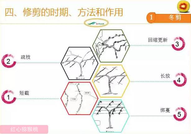 紅心獼猴桃冬季整形修剪