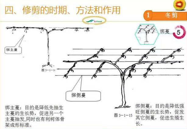 紅心獼猴桃冬季整形修剪